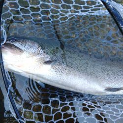 がら空きのフィッシングパーク高島の泉